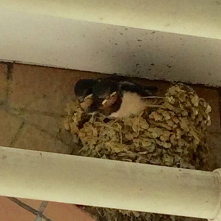 9cfcaf99 dbea 4336 82b3 0b7b7750c4ec 1560645714260