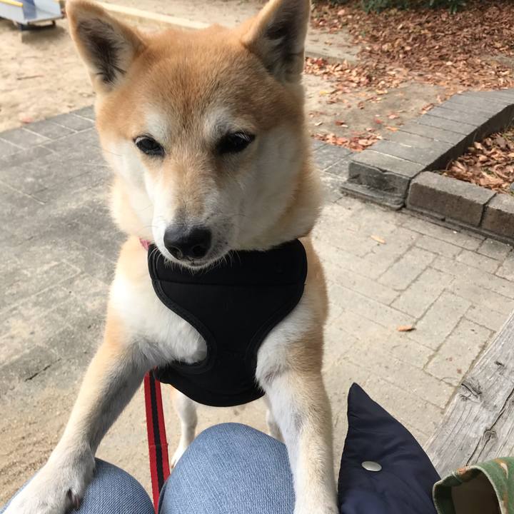 9cffbefc 6b50 492e a4b4 20dfed15e4f6 1544433350600