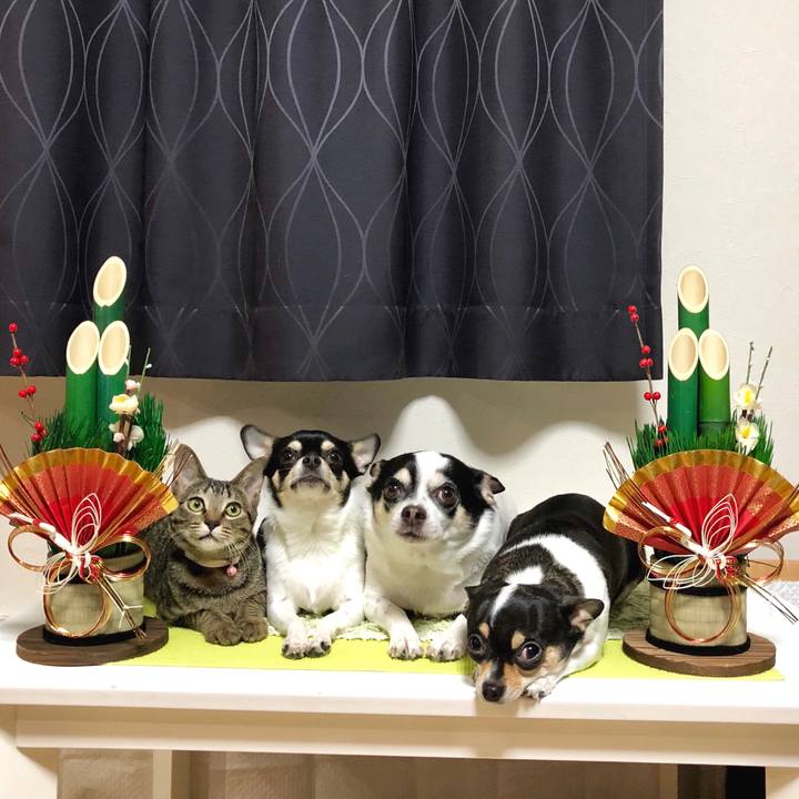 9d034588 d16c 4cab 96e3 1a8441de554c 1514756184174