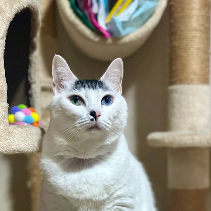 9d035ac3 cf32 4f8c b5f9 4bfeeb8606f3 1766566388482