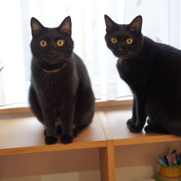 9d039da9 63ca 4bb0 925f de27774086a7 1633610030080