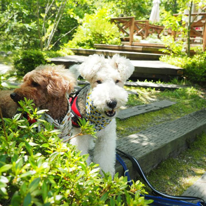 9d08924e 4085 470f 97bf 73f2822bcb0f 1526999454015