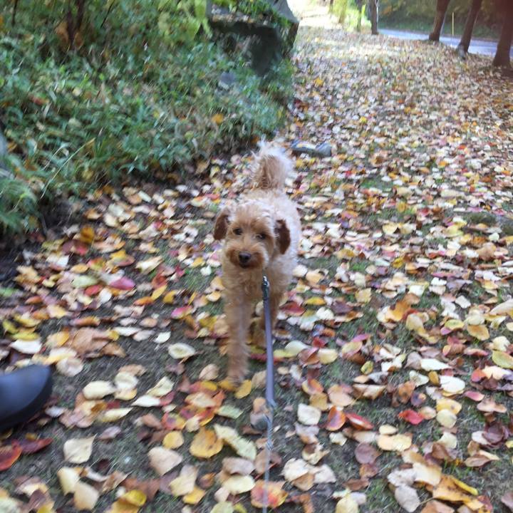 9d095231 8eb2 4564 bf2c dc82962e03dd 1508047728292