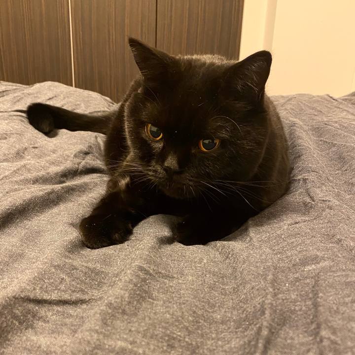 9d0df546 64bc 46e3 9ee7 9edc1db0653b 1762432732672