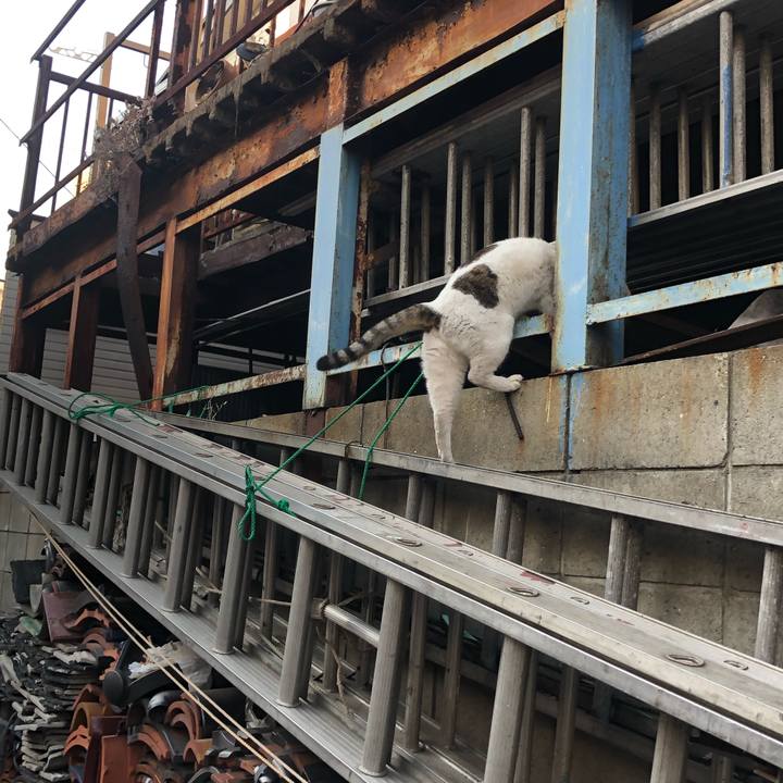 9d1075ff 9a2e 416e b1dd d9563f8e9795 1548307311335