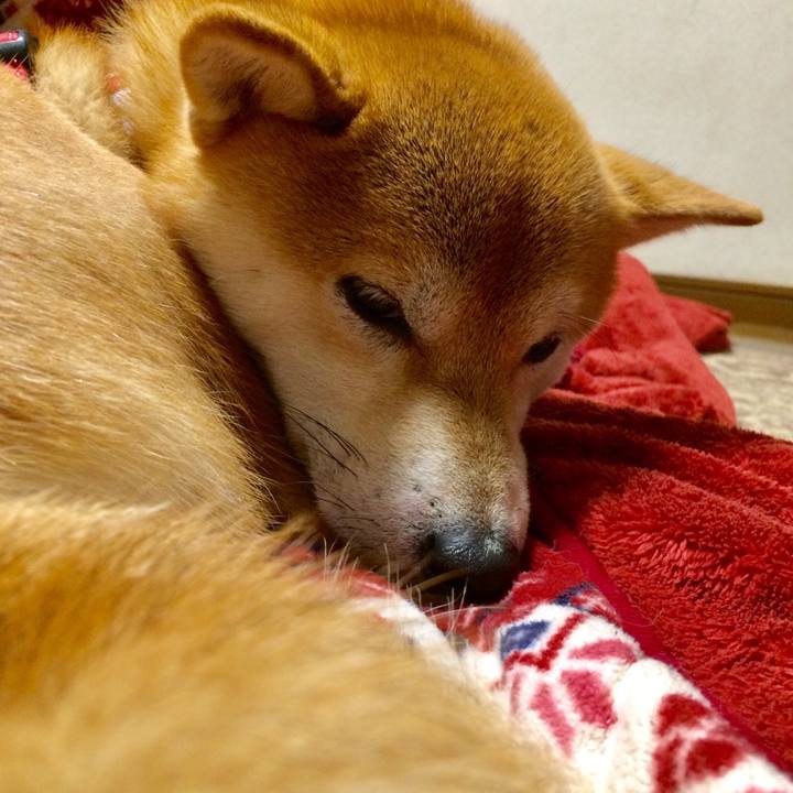 9d123fe8 7476 4176 98bb c198a1d784a0 1511440300612