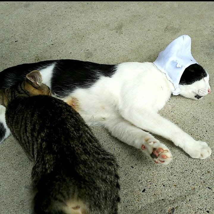 9d12f817 f3be 4ee7 8680 e0a0e148db54 1527067486777