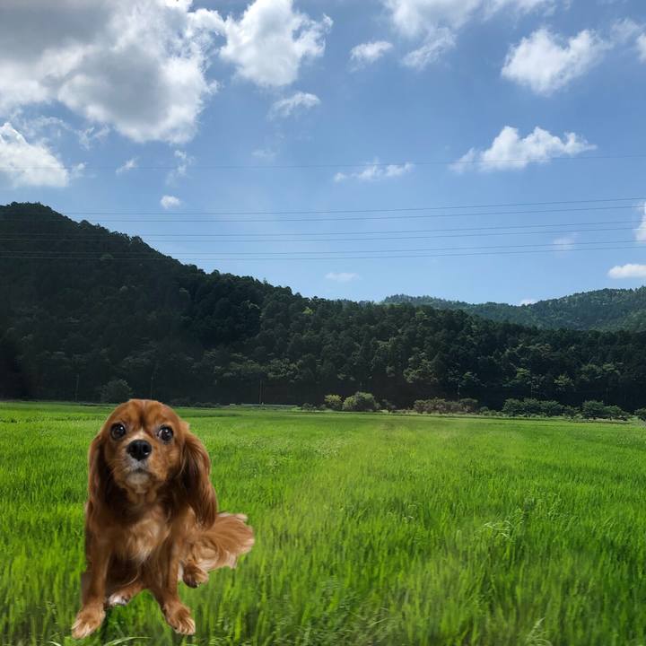 9d18e611 1885 4daf 9d50 2f3055a448d1 1565528301166