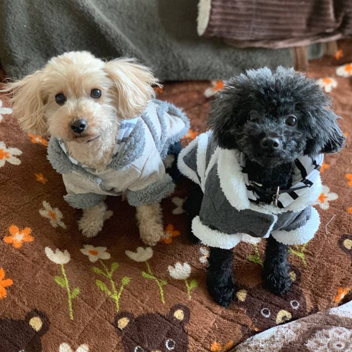 9d1928c5 6f68 44f2 9fe5 24be49cfc65b 1546324123451