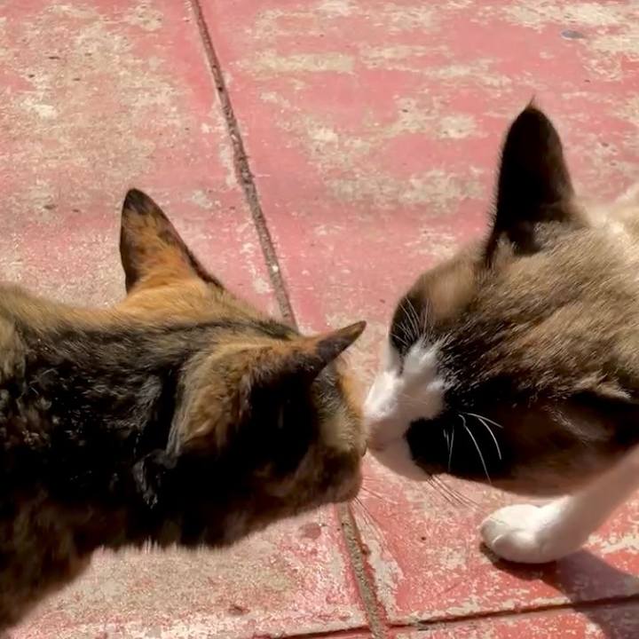 9d1cd1af 92ec 45fa aac9 a57bad5811db 1743386319588