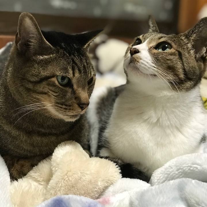 9d2168ee f408 483a 9cfc 1e97334ad260 1513214590679