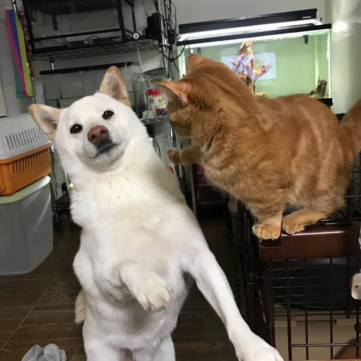 9d2175db f3e8 4c6b b39d ed6ec9c3fe34 1513727722372