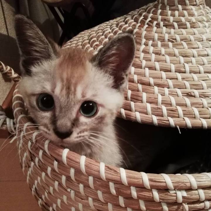 9d219ffa a561 4f98 a994 3c36697a5208 1532410228633