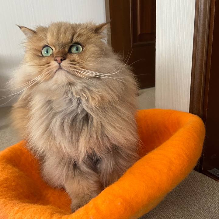 9d2ae038 8d20 432e b3c6 182c76d78600 1588552097962