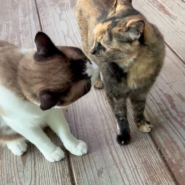 9d2e3e9c 09b7 472e a6a3 e108b8191a58 1753583204457