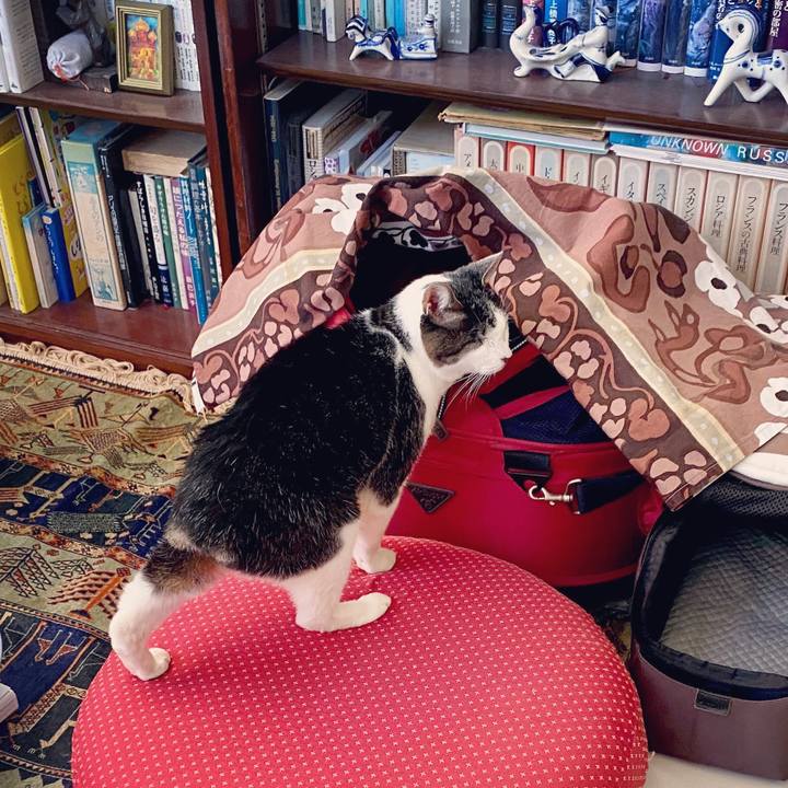 9d2e4b1d 4ad7 4aed 876f 3b3950ec3790 1603972795882