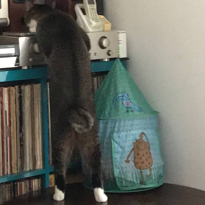 9d2eca52 079e 4554 a7a8 690beaa59878 1526370617981