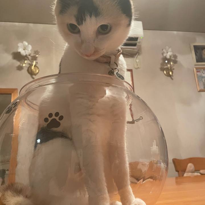 9d336ffa fc1c 4ced 9f78 042a95c4795d 1744555551317