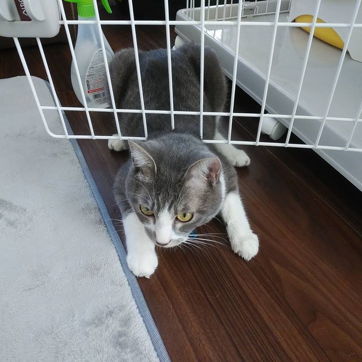 9d35d0e2 b45a 4b1c 9fc0 b26e34b80658 1588819047519