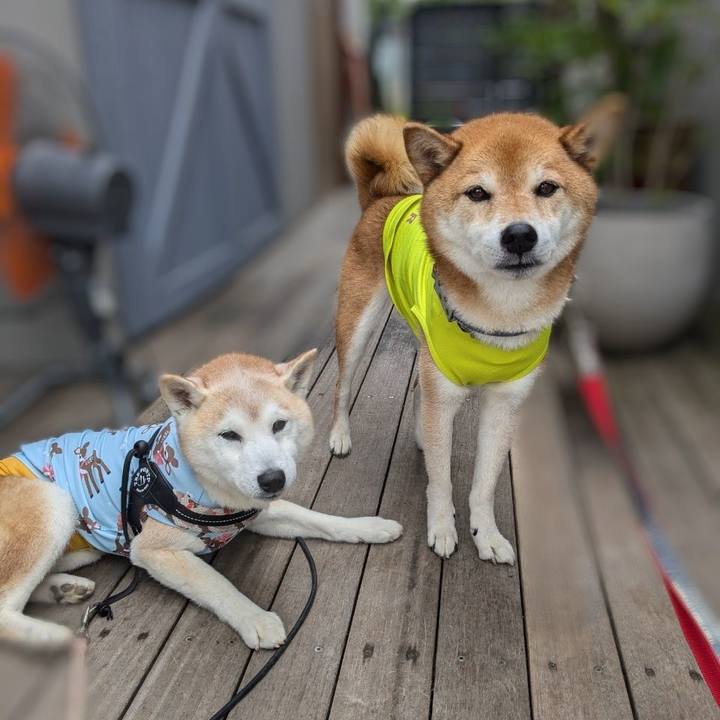 9d3661f6 3345 430e 9979 e0aba8acb23a 1721028452486