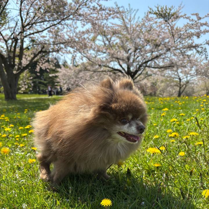 9d367826 5177 437c a560 33653f4d1b4d 1746778132441