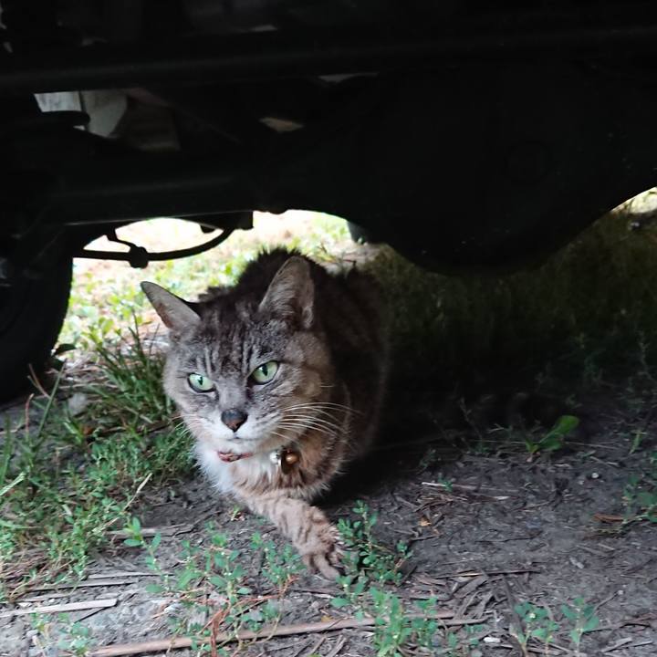 9d3a0b03 3d48 434c a33c 7287048d66b4 1598826633889