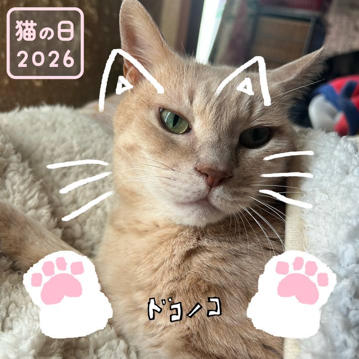 9d3ad4b8 b4fe 4a26 a69f 96de00d4ccf0 1771715791269