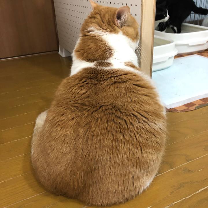 9d3cd432 45ad 4f54 b090 808665e1c418 1547392513742