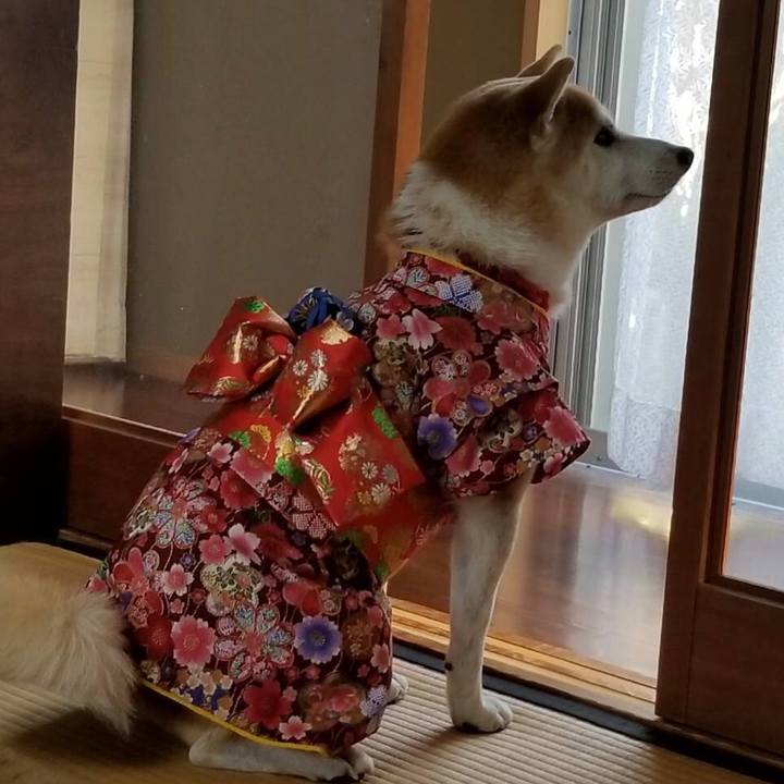 9d3cf502 fabf 47d4 8aeb fc73319f2c2d 1547034458206