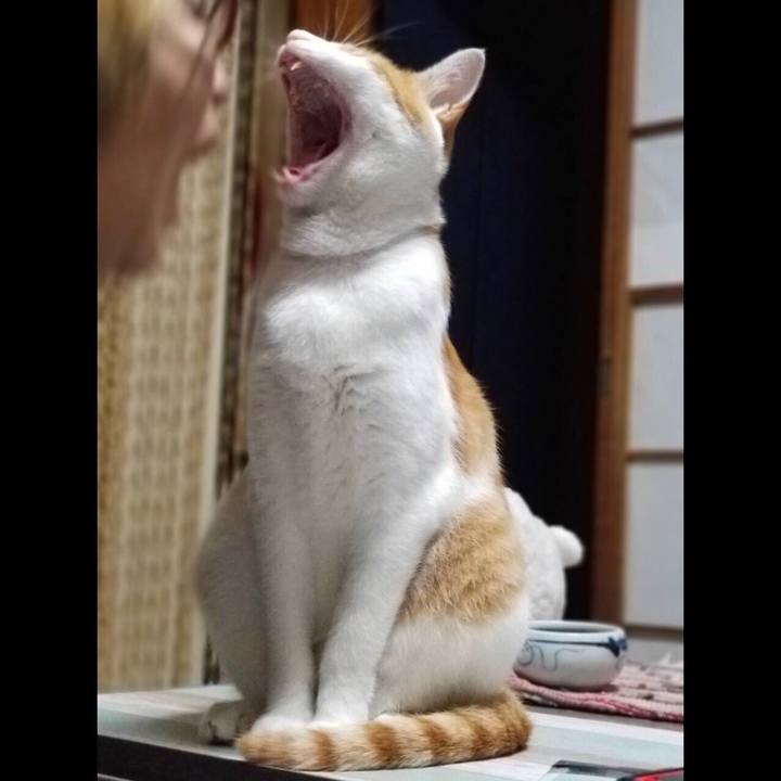 9d4403dd 73f0 48e4 b1bb 9da85969a8b1 1535199334558