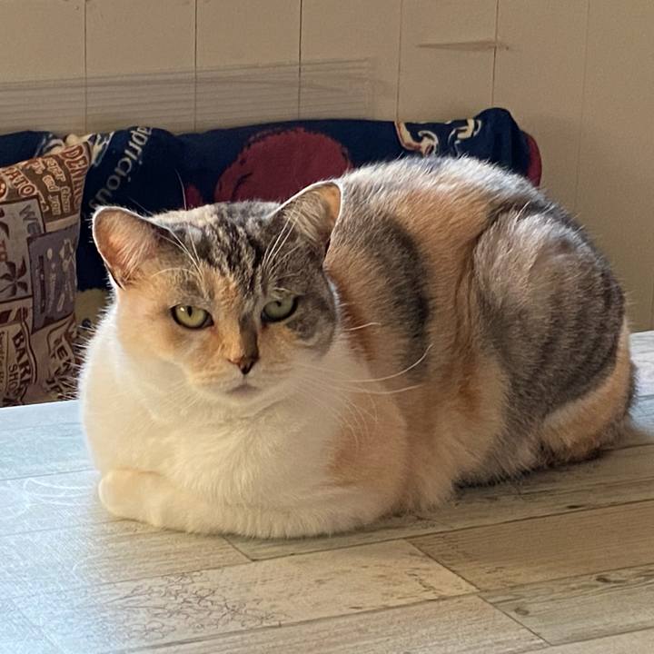 9d442e8a befc 4a88 8dcf 3c6420507a87 1576302848094