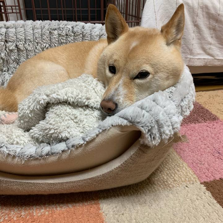 9d455502 ab0a 4019 b2f3 0f67c3357782 1637577666709