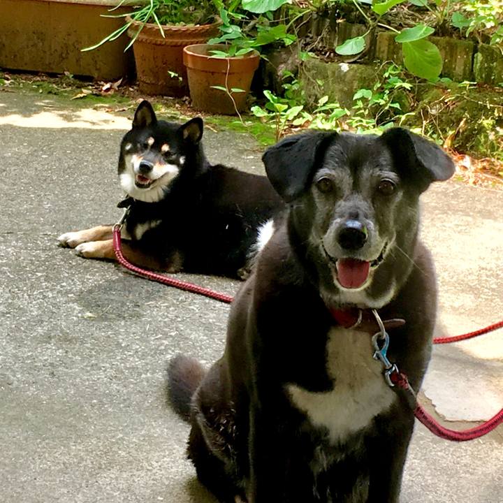 9d459626 4f33 4007 96e5 ce96ba0037de 1529749438581