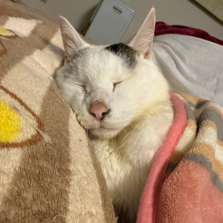 9d492c5d 8f03 4ce4 a4f9 ca294356ccd9 1761999405147