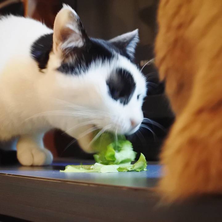 9d4a51ec 7d0d 43d0 b711 133bde1f2eaf 1575895593564