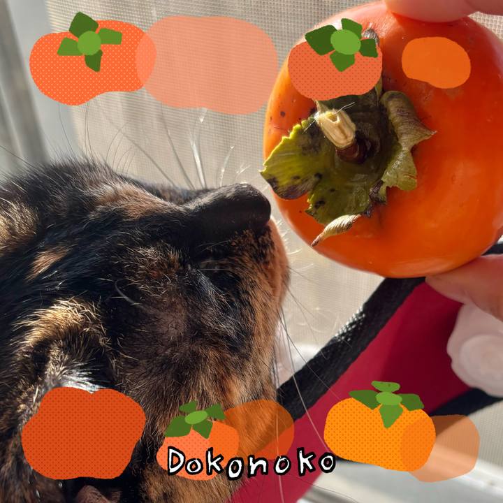 9d4a740b 46ee 4cdb a3b6 da2187c82fe8 1762729353439