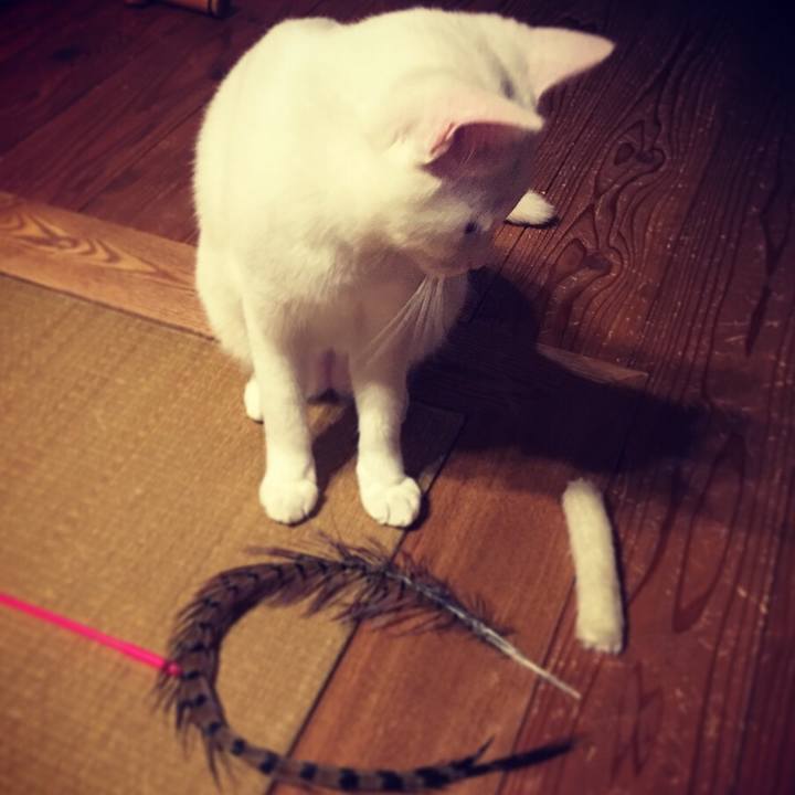 9d4b4dd2 4d73 4776 b6ad 4c17f12e9c00 1508426319138