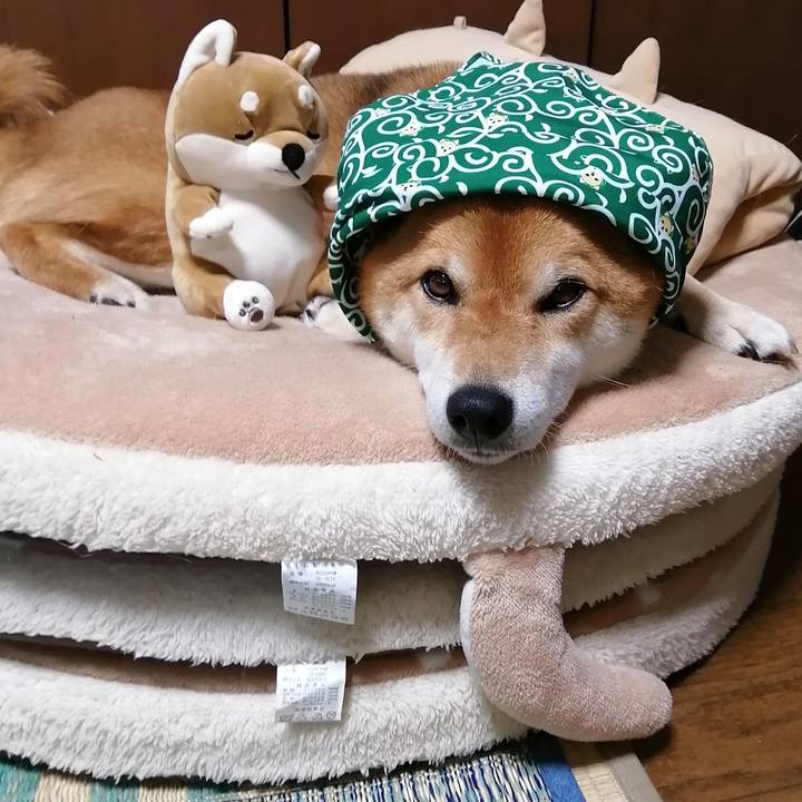 9d4b5208 45eb 4310 a79f c65e99e2d0f1 1589601664520