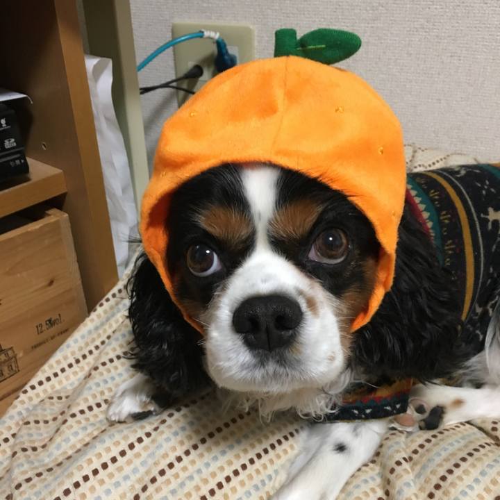 9d4dd957 c59b 4f0c 8597 148b12b64506 1513951787413