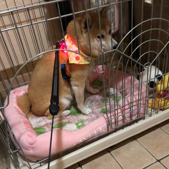 9d4e1d4d cdba 4bb0 ae06 564ed1c72a44 1595943873688