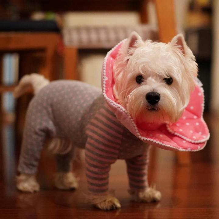 9d4fff2b be48 4d4e 99b2 6856e7bac9d5 1513029430382