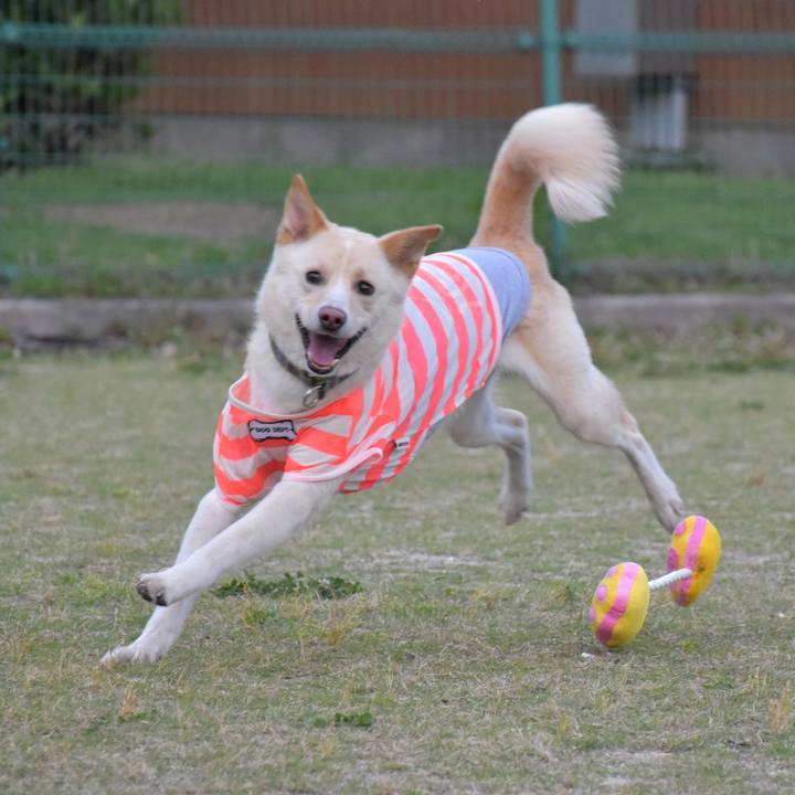 9d51e7d1 bac3 47da bc8e 7d2d8c2967eb 1528025701728