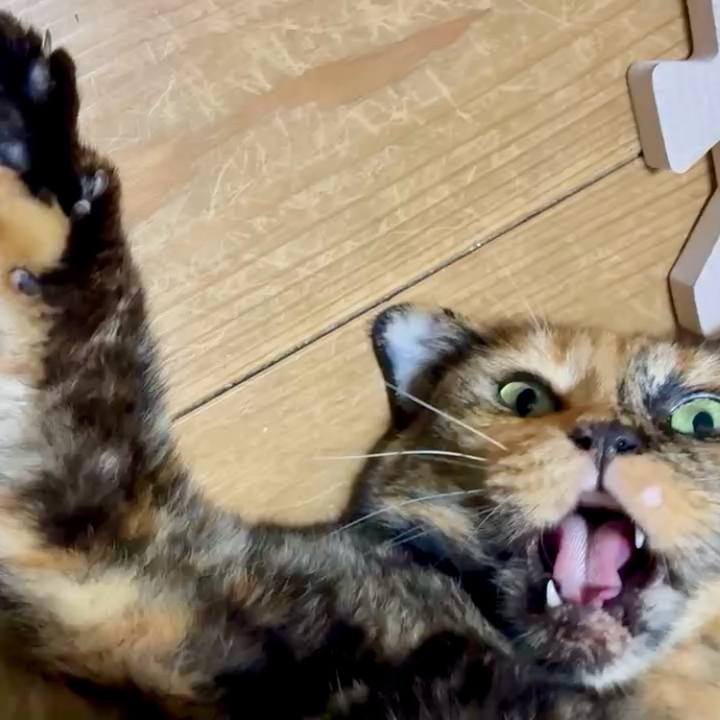 9d5533a1 6b34 4c3b 88f1 3d214d925563 1755288191169