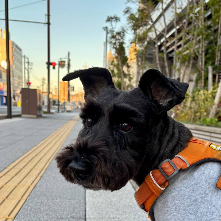 9d560efe 5178 4f33 8253 76080bd3fbdb 1763249495728