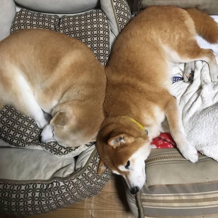 9d57d738 c23f 4c16 933c a89d75b3cfa7 1509720737613