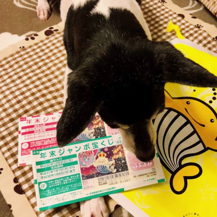 9d60c337 2c2c 46ae b1f9 41114ab78166 1545227604178