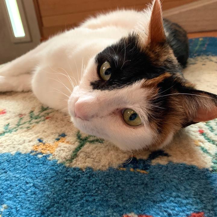 9d62e5fc b410 4420 bc4d b4baad5c32f2 1592643693604