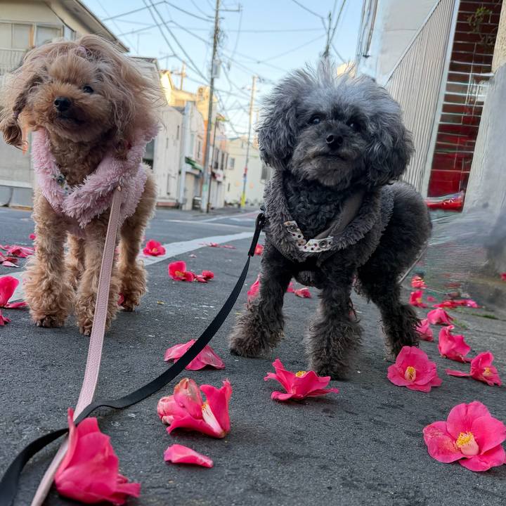 9d636775 455f 405b a796 7366557c47e7 1773530026766