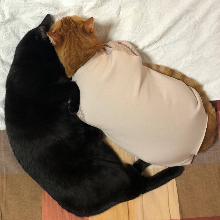 9d68cd20 73e0 448c a26f 9f485a425d37 1682518774950