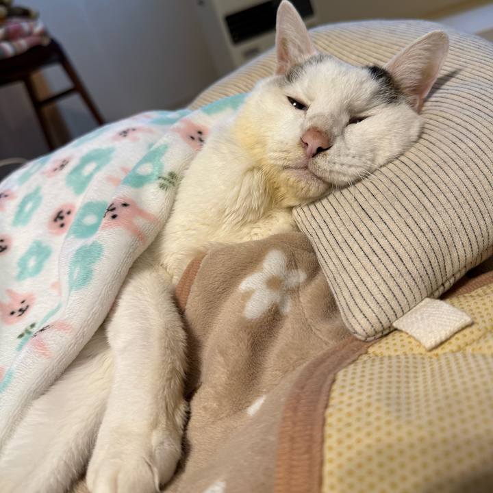 9d68fdc1 826c 4f3f 9d6f 8b8bc76f52ea 1761786975261